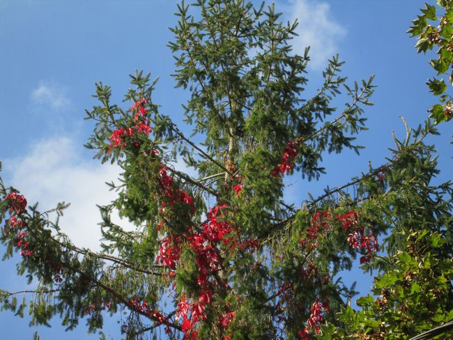01.tn rouge dans vert