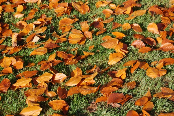 automne feuilles herbe