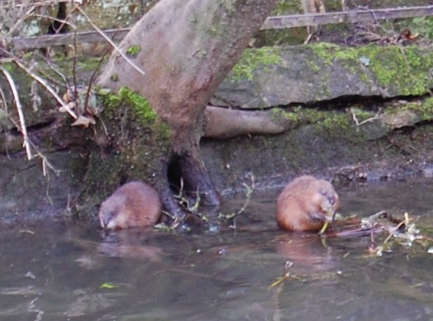 deux ragondins