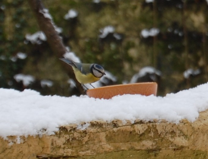 mesange bleue neige