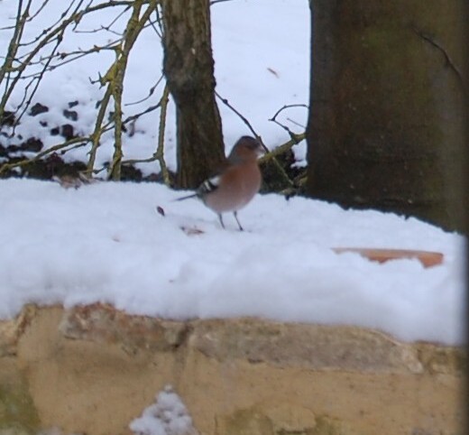 pinson neige
