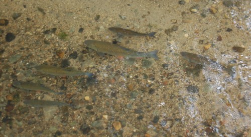 poissons