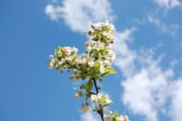 fleurs pommier ciel