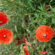 phoca thumb s coquelicots 0712