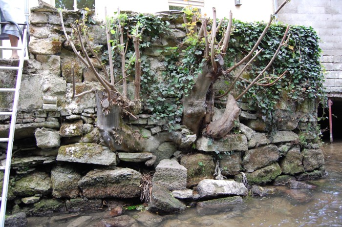 mur arbre terrasse.2020