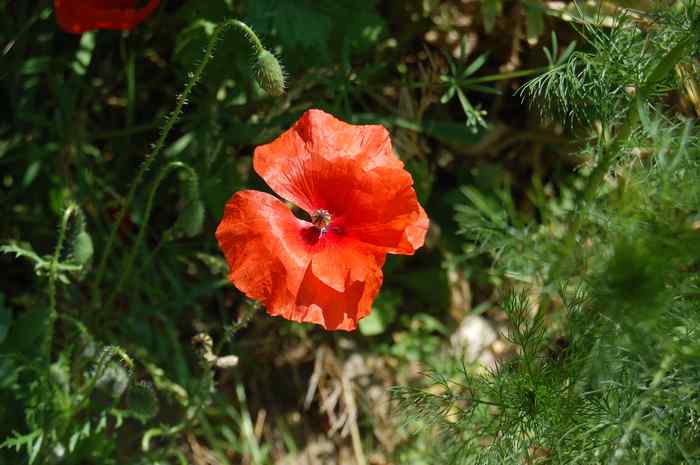 coquelicot