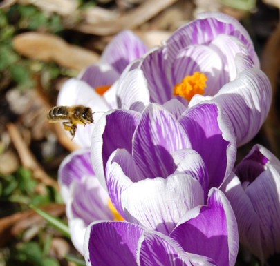 crocus guepe petit