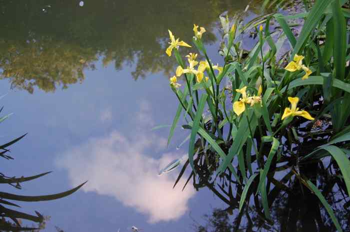 lis jaune eau ciel 